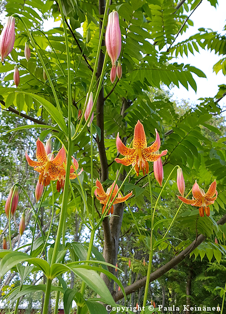 Lilium canadense, kanadanlilja